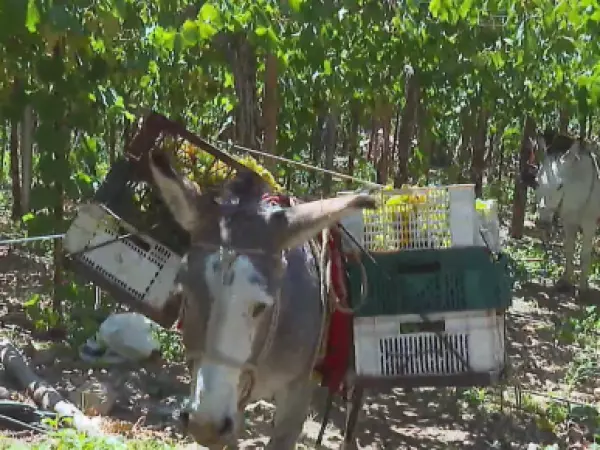 Entre viñas y burros: una vendimia llena de tradición en 