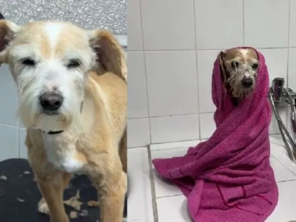 Inauguran primera peluquería canina municipal: Ofrece lavado y cortes a perritos rescatados