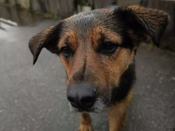 Sistema frontal: La Serena resguardará a perros en situación de calle