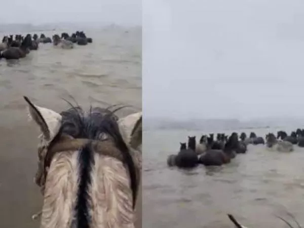 Vecinos de la provincia de Arauco rescataron a una manada de caballos