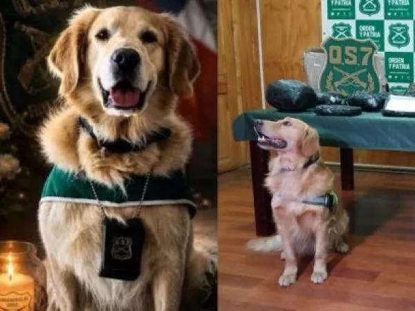 Adiós Golfo Perro antidrogas de Carabineros murió tras accidente en operativo