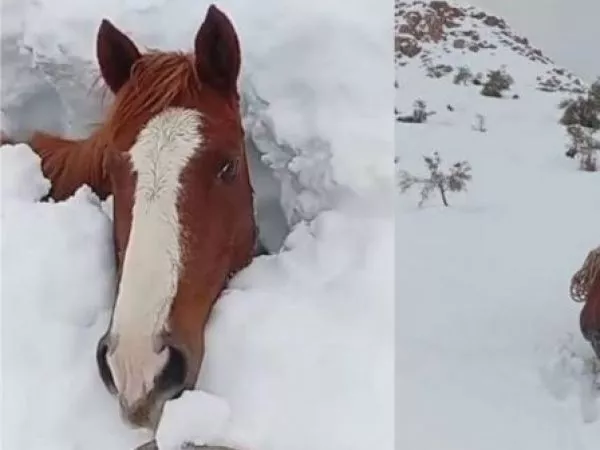 Crianceros piden rescate urgente para cerca de 60 animales atrapados por la nieve en Alto del Carmen