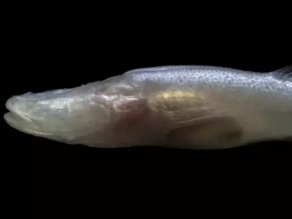 La cueva de Bobcat ha sido investigada desde hace 40 años, pero recién ahora se encontró a esta nueva especie de pez cavernario.