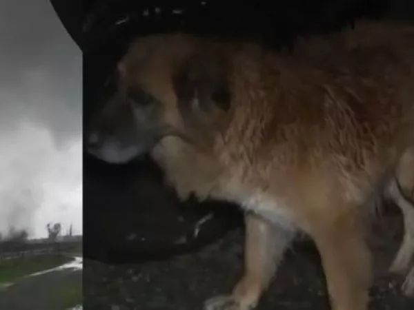 Perrita de 16 años sobrevivió tras ser arrastrada 200 metros por un tornado en Ñuble