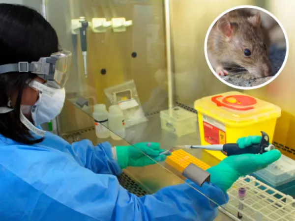 La peligrosa fase inicial del hantavirus: síntomas que parecen una simple gripe