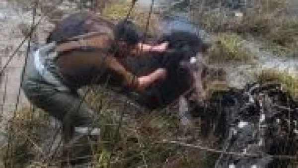 Carabineros rescatan a caballo atrapado en laguna semicongelada