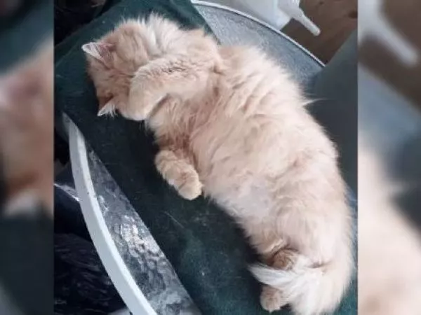 Hombre arriesga 3 años de cárcel por matar a una gata de una patada en Loncoche