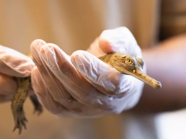 Peligro de extinción: zoológico en Texas logra histórico nacimiento de cocodrilos gavial