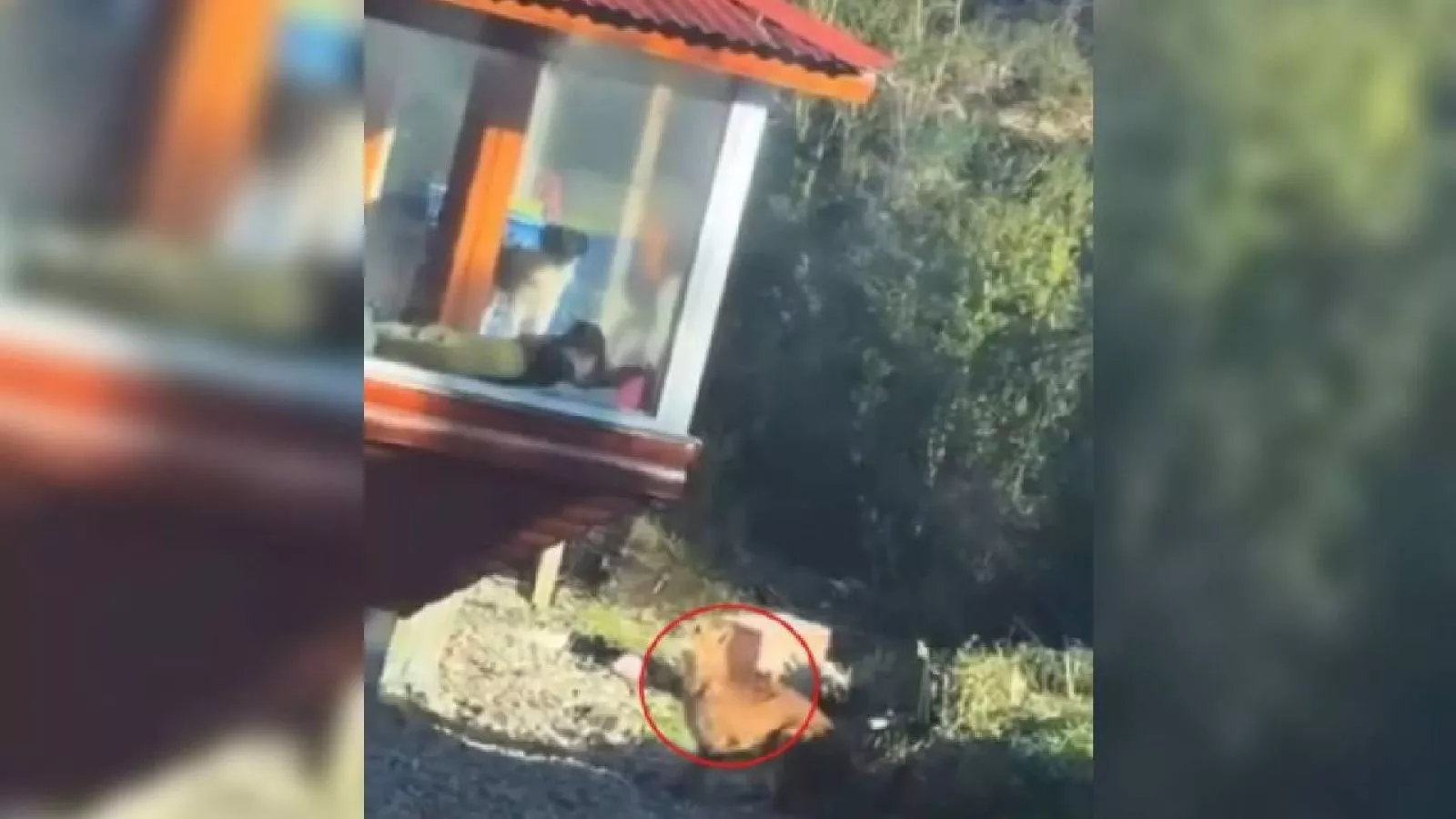 PDI indaga registros sobre presunta caza de un puma en Aysén